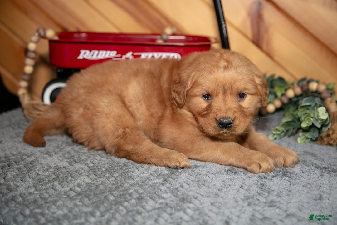 Golden Retriever dogs for sale: Molly - Ad 2