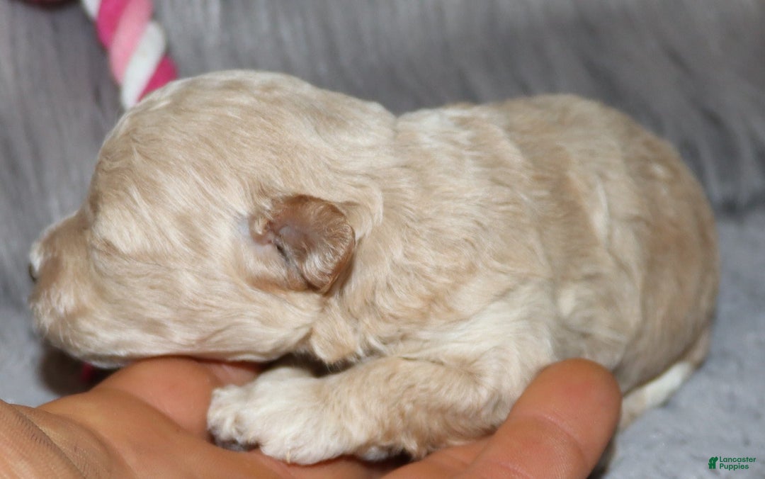 Havapoo dogs for sale: Annabelle Toy/M.👨‍👨‍👦‍👦💞🐕 - Ad 16