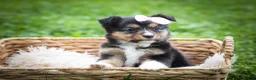 Mixed Breed dogs for sale: Goldie Mae🎀 - Ad 12