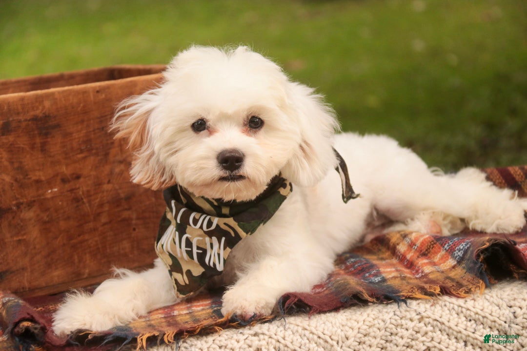 Mixed Breed dogs Smurf MUNCHKIN BERNEDOODLE - Ad 2