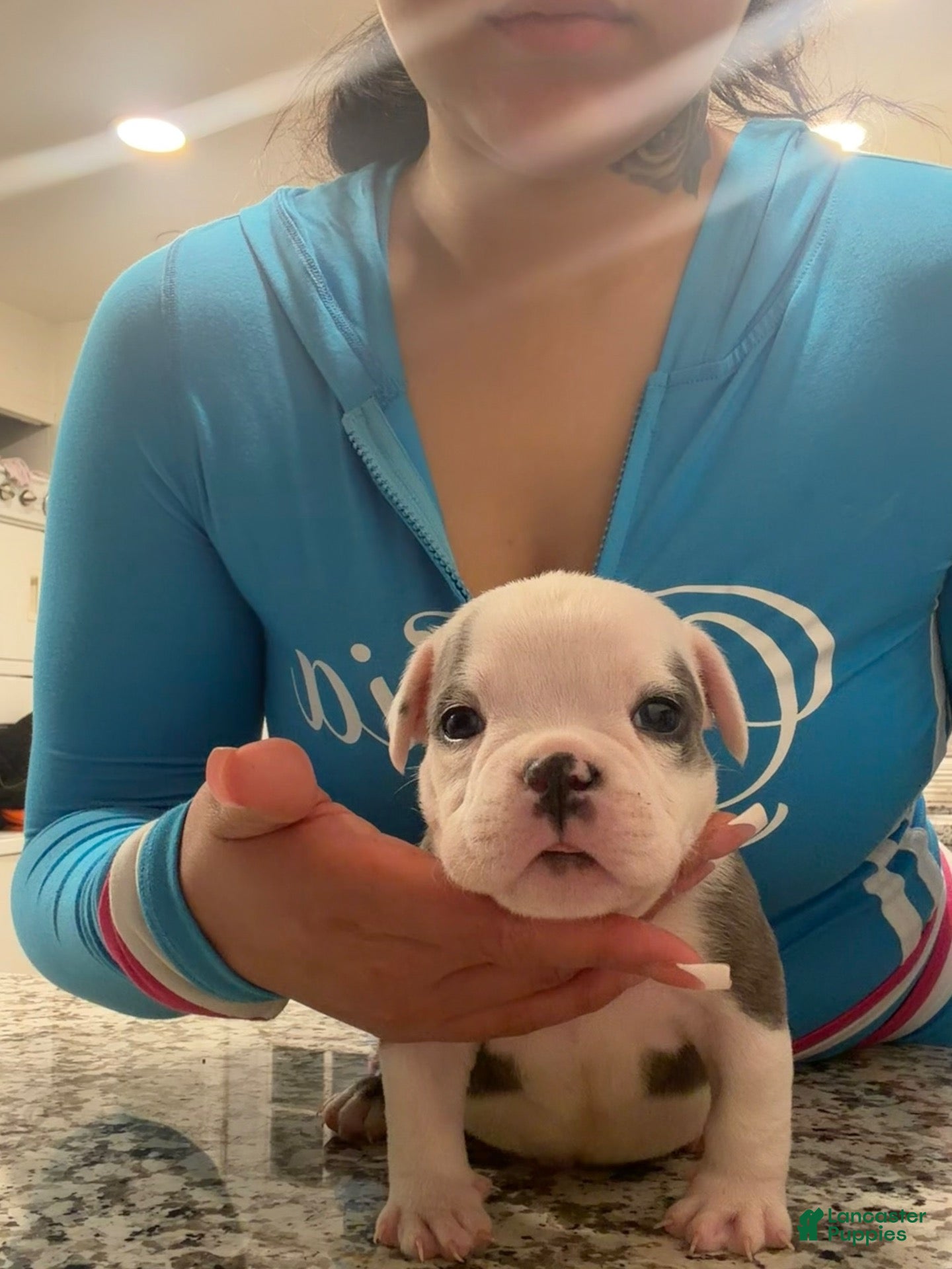 American Bully dogs American Bully 2 - Ad 1