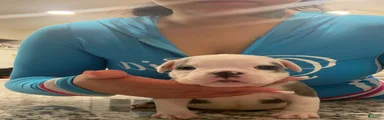 American Bully 2