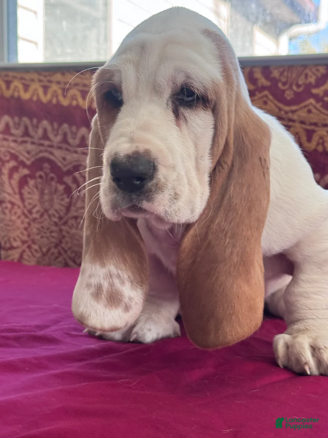 Basset Hound dogs for sale: Blue - Ad 1