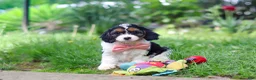 Cavapoo dogs for sale: Missy - Ad 6