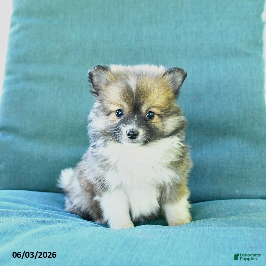 Pomeranian dogs for sale: Teddy - Ad 4