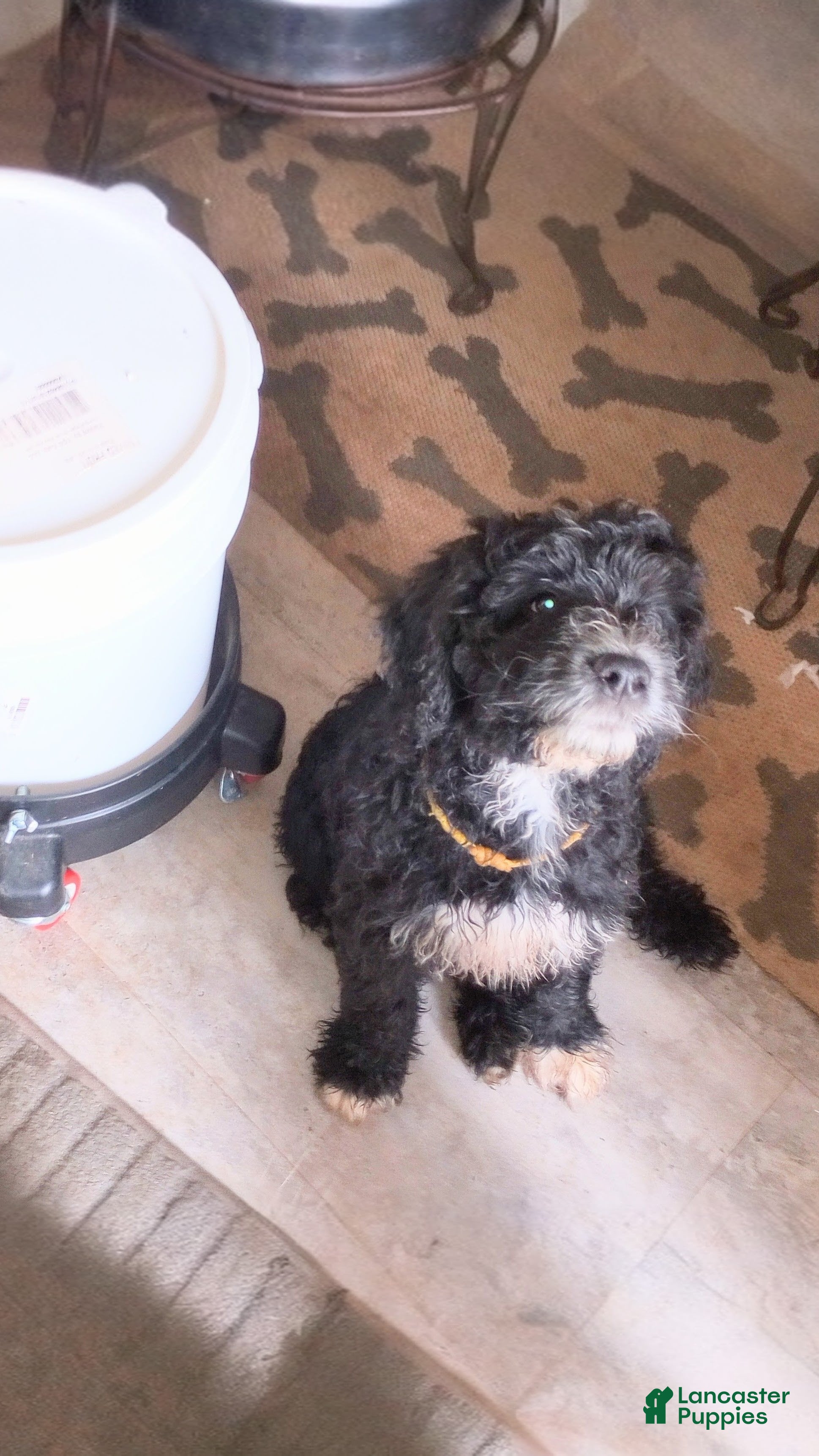Mini Bernedoodle dogs Adele - Ad 2
