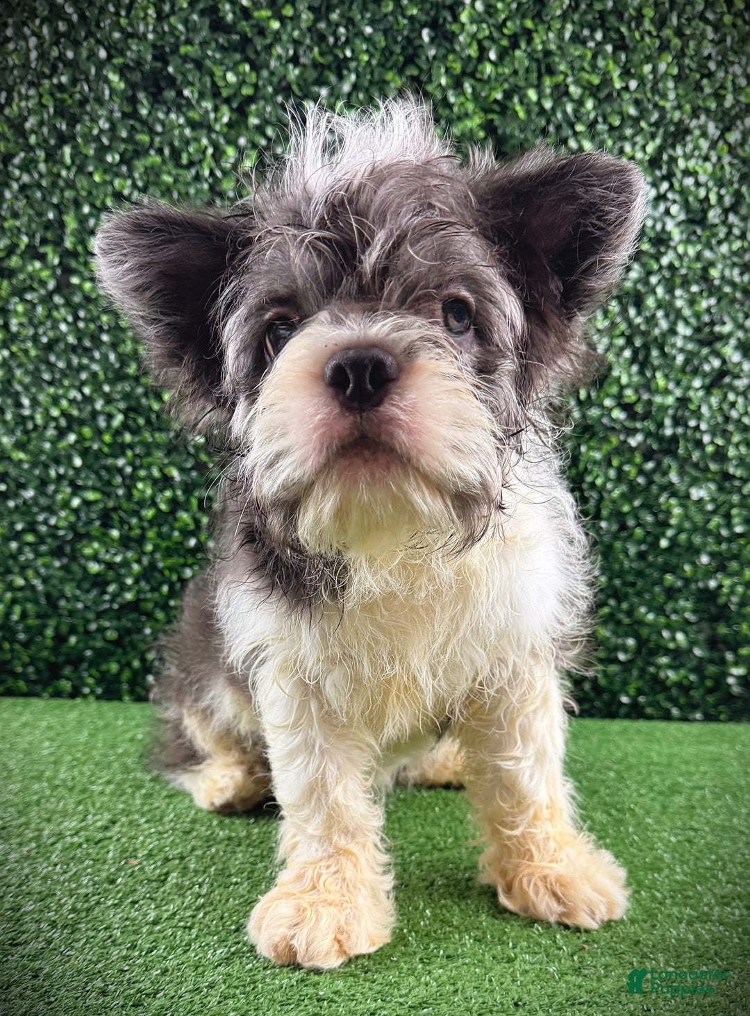 French Bulldog dogs for sale: Mr Tuxedo - Ad 2