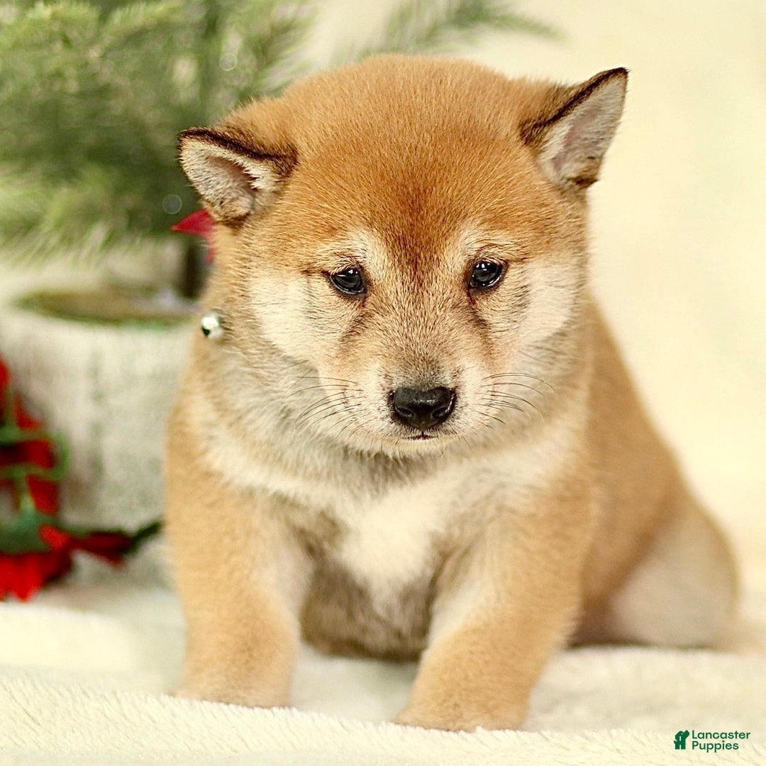 Shiba Inu dogs for sale: Brody - Ad 4