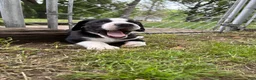 Great Dane dogs for sale: Ponza “Tank”  - Ad 1