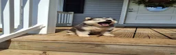 Pomsky dogs for sale: Dante  - Ad 7