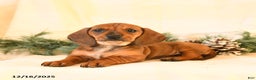 Miniature Dachshund dogs for sale: Chloe - Ad 2