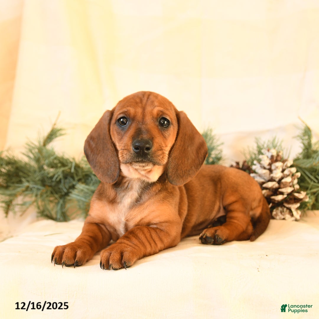 Miniature Dachshund dogs for sale: Chloe - Ad 2