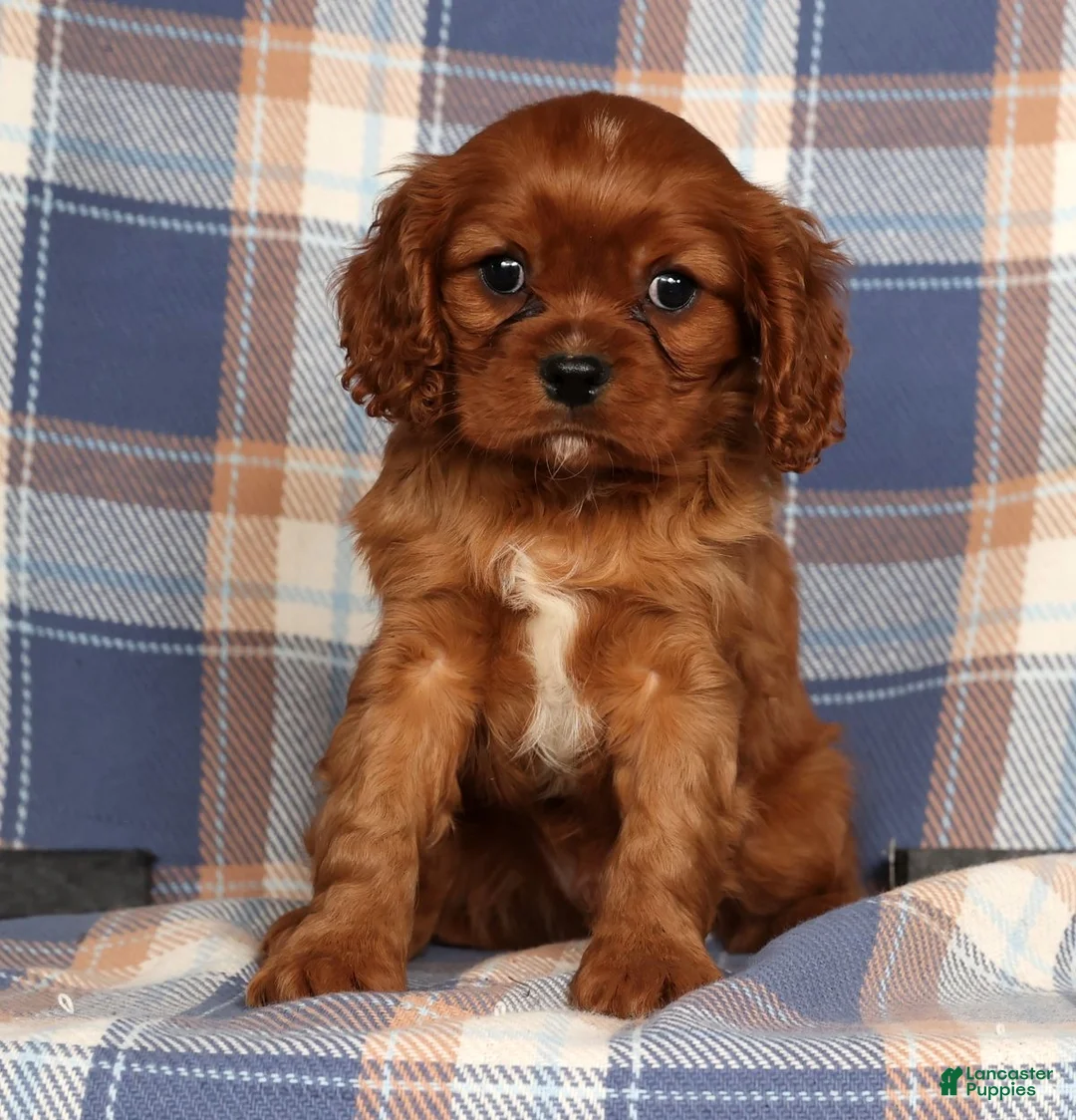 Cavalier King Charles Spaniel dogs for sale: Chief - Ad 1