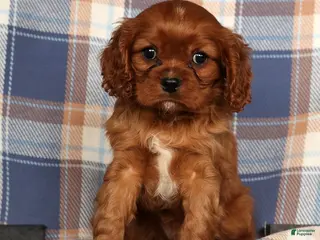Cavalier King Charles Spaniel dogs Chief - Ad 8