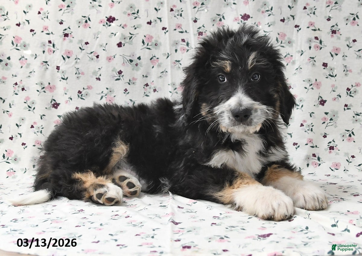 Bernedoodle dogs Boomer - Ad 2
