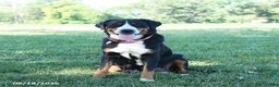 Greater Swiss Mountain Dog dogs for sale: Bernard - Ad 4