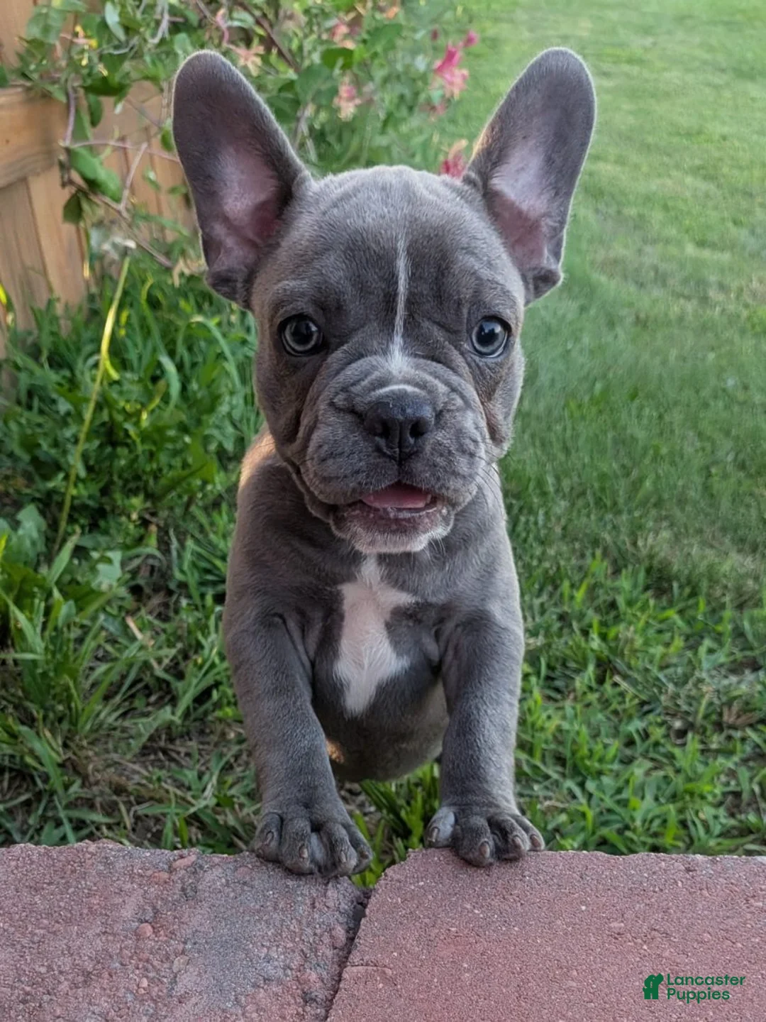 French Bulldog dogs for sale: Blue Bell! - Ad 2