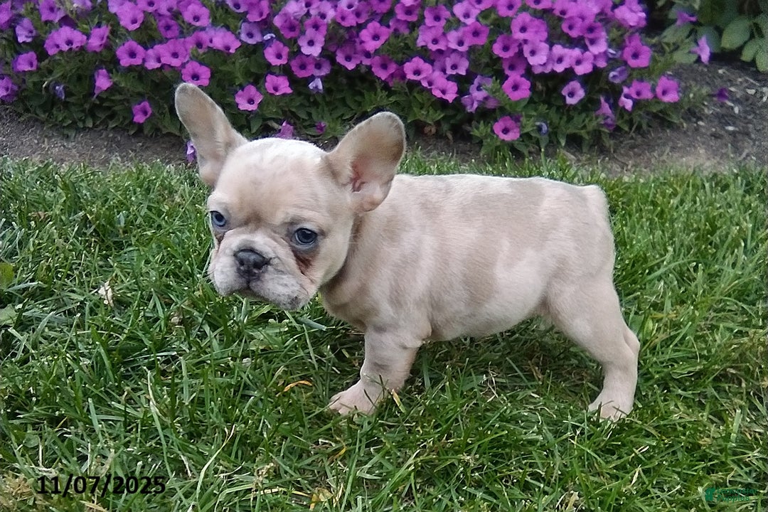 French Bulldog dogs for sale: Sophia - Ad 4
