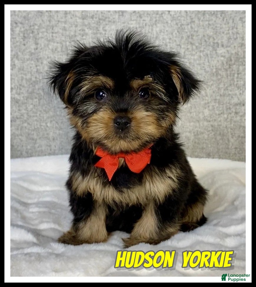 Yorkshire Terrier dogs Hudson - Ad 1