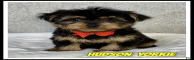 Hudson