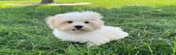 Lhasa Apso dogs for sale: Beau - Ad 11