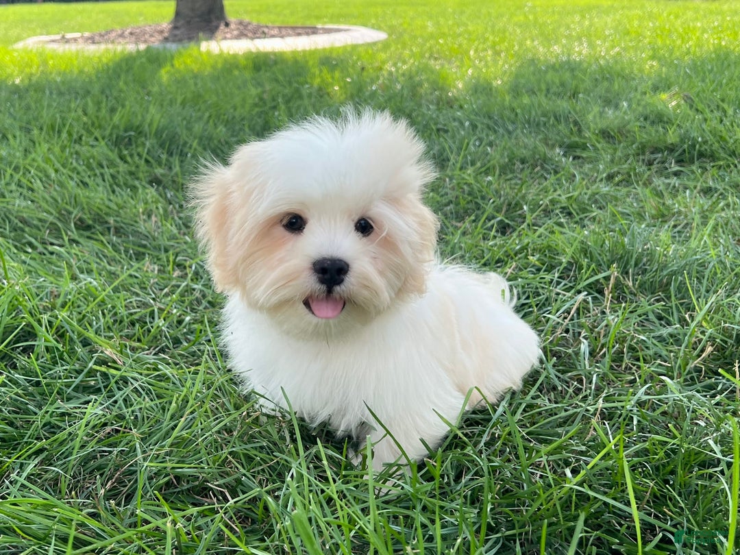 Lhasa Apso dogs for sale: Beau - Ad 11