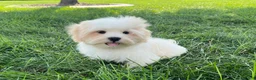 Lhasa Apso dogs for sale: Beau - Ad 6