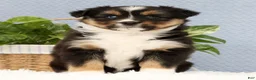 Miniature Australian Shepherd dogs for sale: Roxy - Ad 5