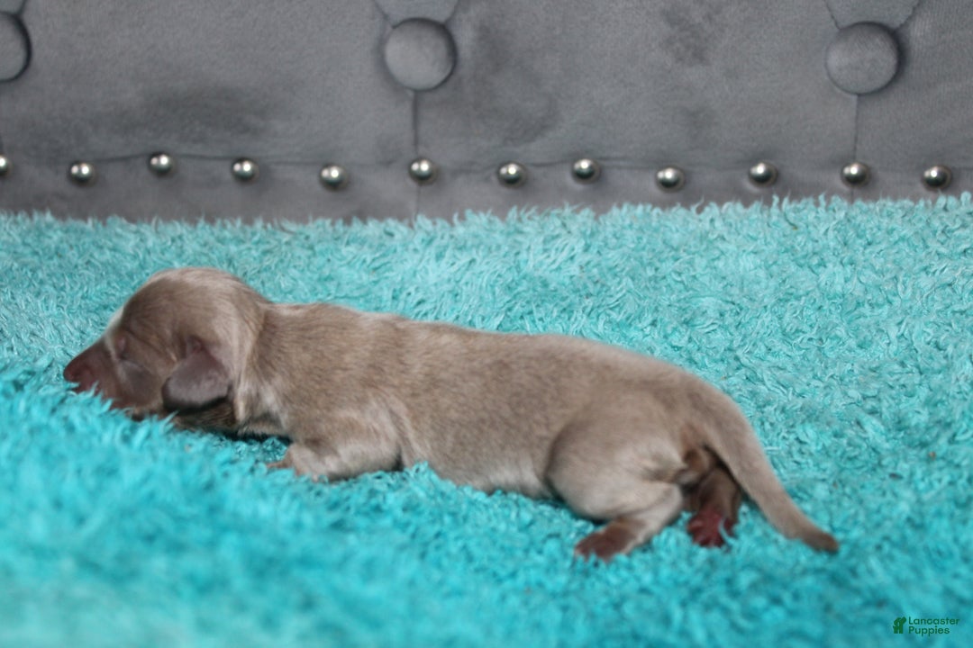 Miniature Dachshund dogs for sale: Piper Mini - Ad 6