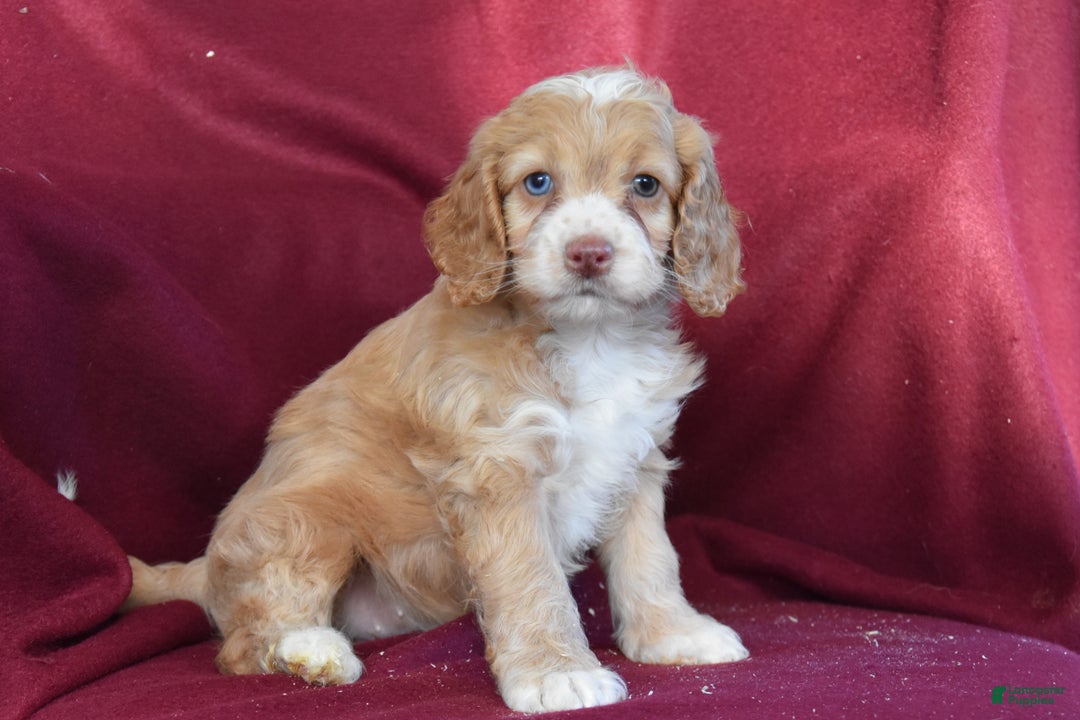 Cockapoo dogs for sale: Harley - Ad 1