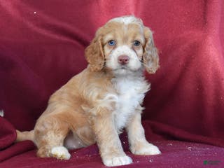 Cockapoo dogs Harley - Ad 7