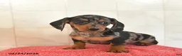 Miniature Dachshund dogs for sale: Fawn - Ad 3