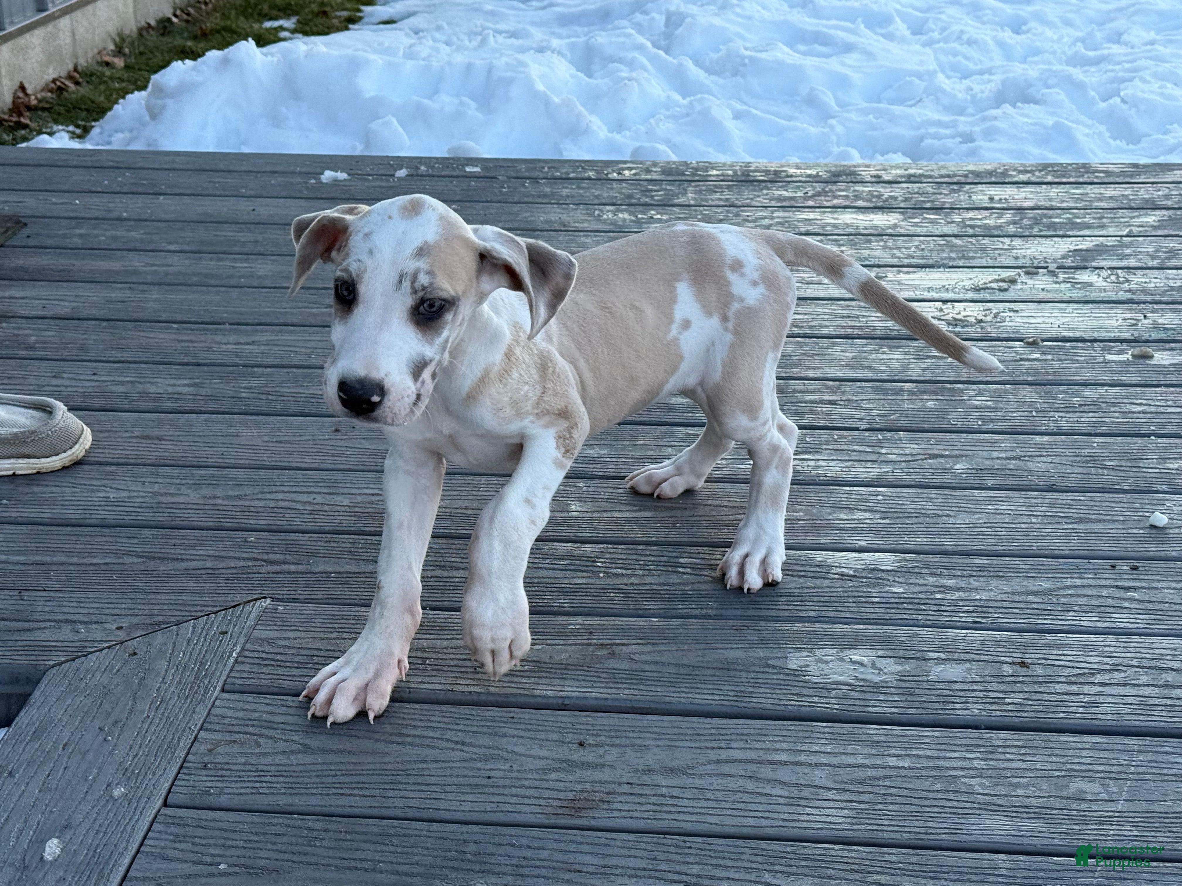 Great Dane dogs Teeny Tot - Ad 1