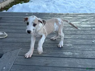 Great Dane dogs for sale: Teeny Tot - Ad 1