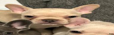 French Bulldog 1