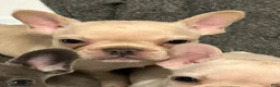 French Bulldog dogs for sale: French Bulldog 1 - Ad 1