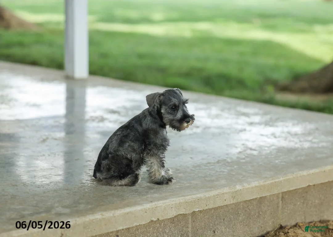 Miniature Schnauzer dogs for sale: Flint - Ad 2