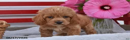 Cockapoo dogs for sale: Samson - Ad 3