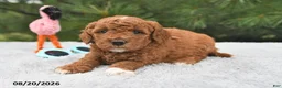 Mini Goldendoodle dogs for sale: Ruby - Ad 9