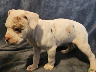 Alapaha Blue Blood Bulldog dogs Alapaha Blue Blood Bulldog Puppy 2 - Ad 2