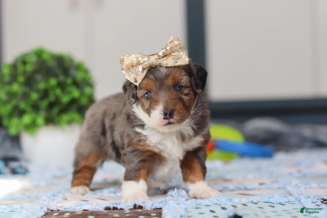 Mini Bernedoodle dogs for sale: Paige - Ad 5