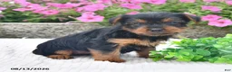 Yorkshire Terrier dogs for sale: Amber - Ad 3