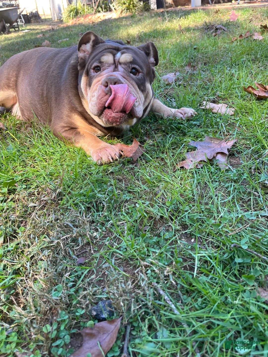 American Bulldog dogs for sale: American Bulldog 1 - Ad 2