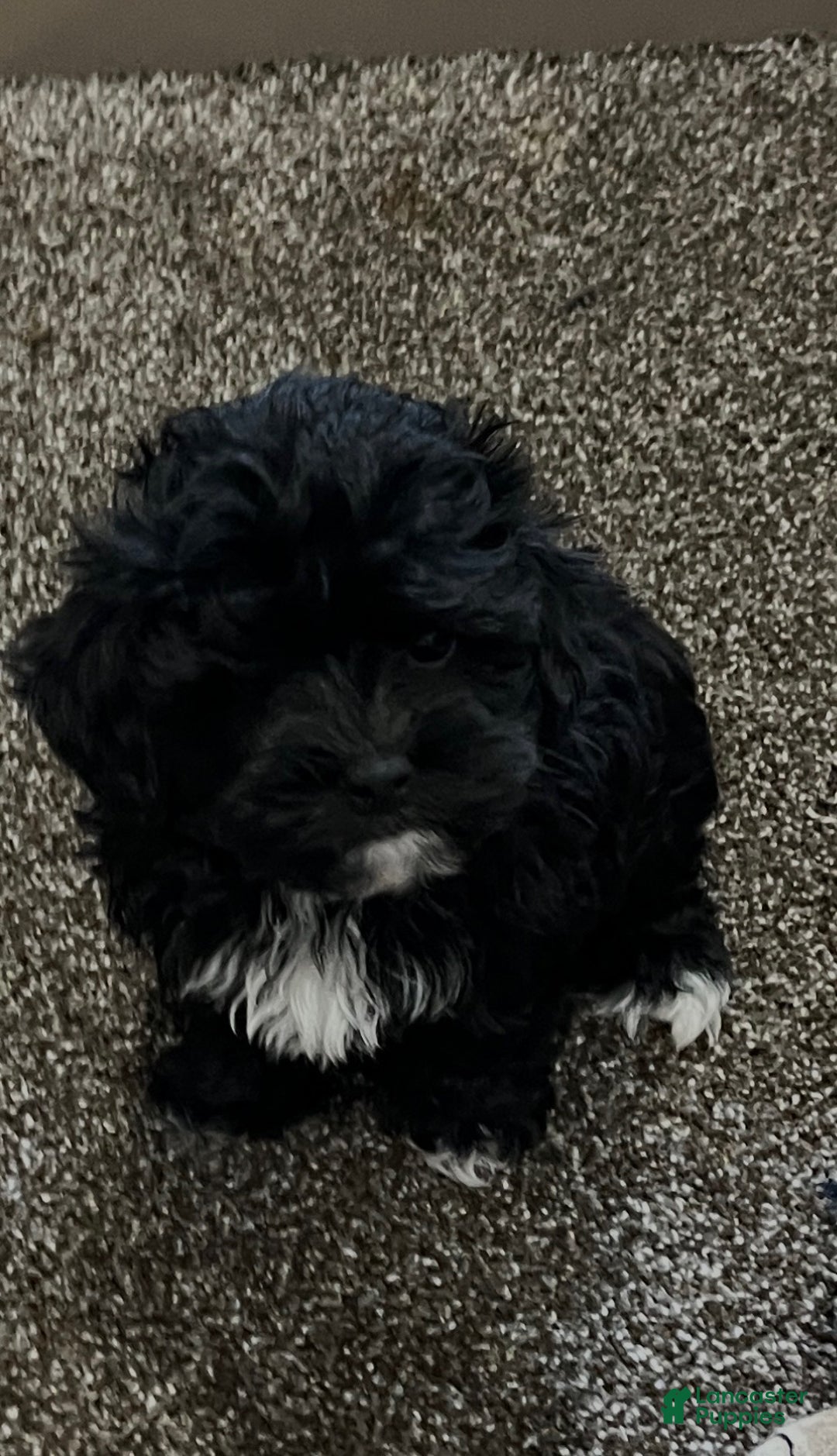 Shihpoo dogs for sale: Micky - Ad 2