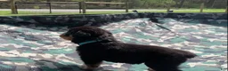 Rottweiler dogs for sale: Light blue Female - Ad 5