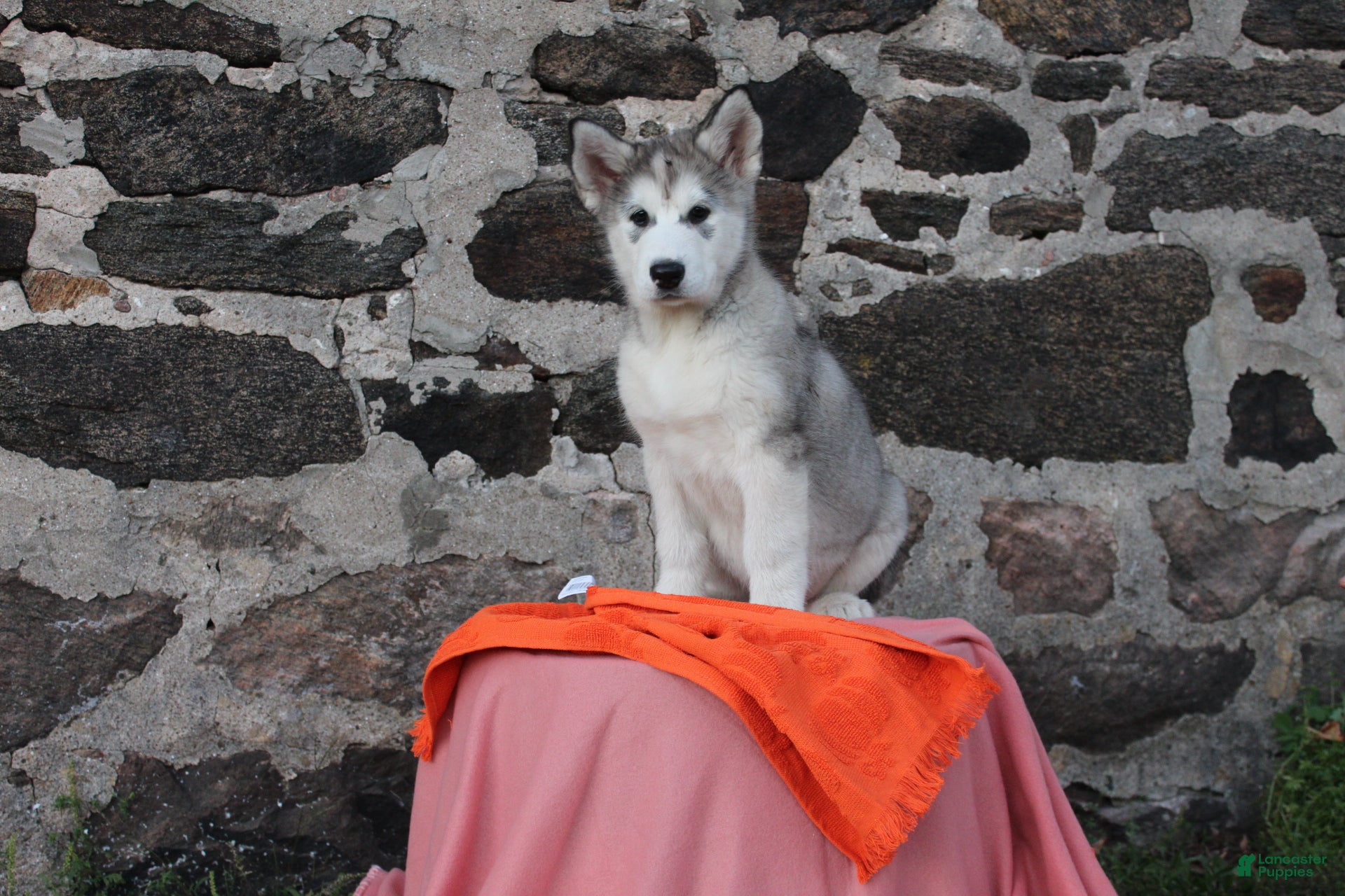 Alaskan Malamute dogs Gem - Ad 2