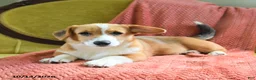 Welsh Corgi Pembroke dogs for sale: Callie - Ad 3