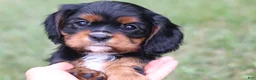 Cavalier King Charles Spaniel dogs for sale: Missy - Ad 8