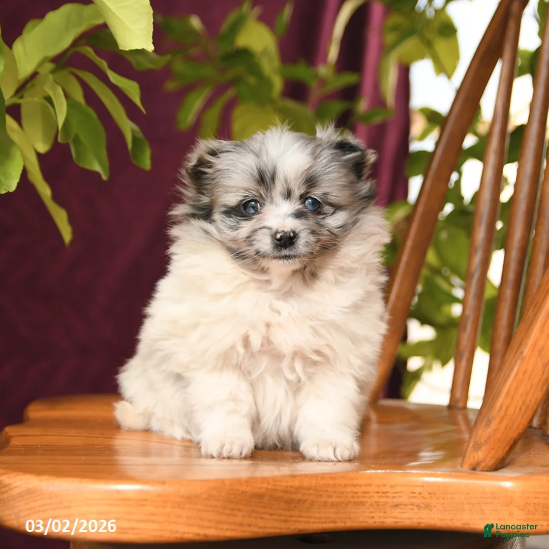 Pomeranian dogs for sale: Indigo - Ad 1