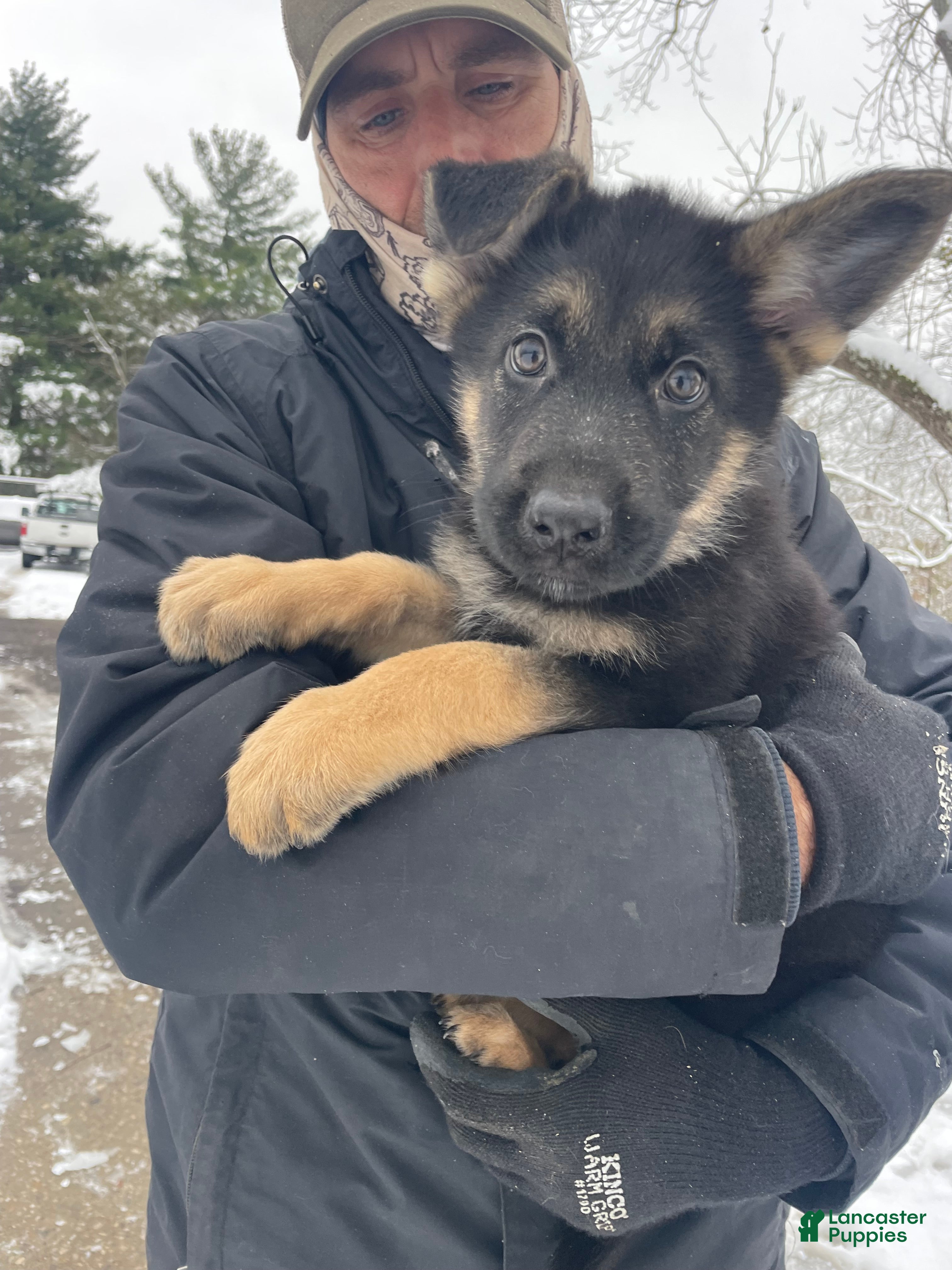 German Shepherd dogs Sugar/purple collar - Ad 12